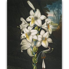 Репродукция Белая лилия (Роберт Джон Торнтон (1808)), 100x70 см цена и информация | Картины | 220.lv