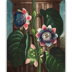 Reprodukcija Četrstūra pasiflora (Roberts Džons Torntons (1808)), 60x80 cm cena un informācija | Gleznas | 220.lv