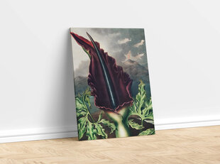 Репродукция Дракон Арум (Роберт Джон Торнтон (1808)), 60x80 см цена и информация | Картины | 220.lv