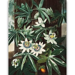 Reprodukcija Gaišzilā pasiflora (Roberts Džons Torntons (1808)), 30x40 cm cena un informācija | Gleznas | 220.lv