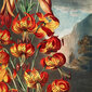 Reprodukcija Lieliskā lilija (Roberts Džons Torntons (1808)), 100x70 cm cena un informācija | Gleznas | 220.lv