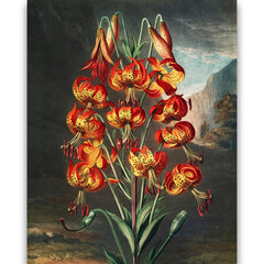 Reprodukcija Lieliskā lilija (Roberts Džons Torntons (1808)), 40x60 cm cena un informācija | Gleznas | 220.lv