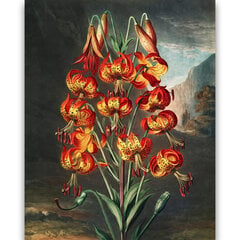 Reprodukcija Lieliskā lilija (Roberts Džons Torntons (1808)), 60x80 cm cena un informācija | Gleznas | 220.lv
