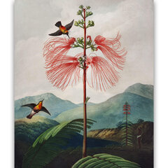 Reprodukcija Lielziedu jutīgais augs (Roberts Džons Torntons (1808)), 100x70 cm cena un informācija | Gleznas | 220.lv
