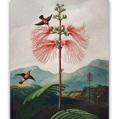 Reprodukcija Lielziedu jutīgais augs (Roberts Džons Torntons (1808)), 30x40 cm cena un informācija | Gleznas | 220.lv