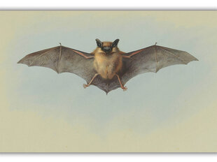 Репродукция Этюд летучей мыши (Арчибальд Торберн), 40x60 см цена и информация | Картины | 220.lv