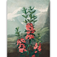 Reprodukcija Šaurlapu kalmija (Roberts Džons Torntons, 1808), 100x70 cm cena un informācija | Gleznas | 220.lv