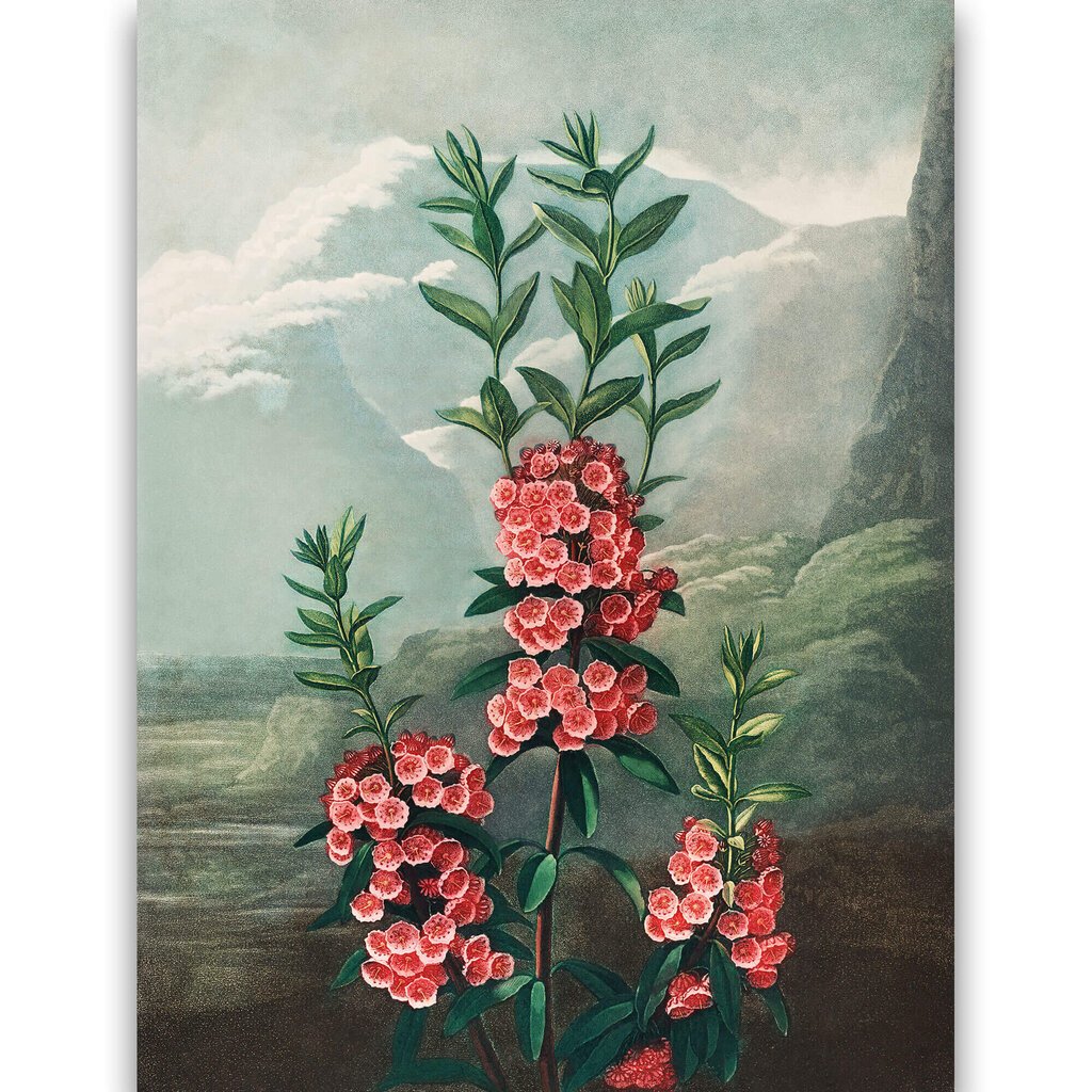 Reprodukcija Šaurlapu kalmija (Roberts Džons Torntons, 1808), 30x40 cm цена и информация | Gleznas | 220.lv