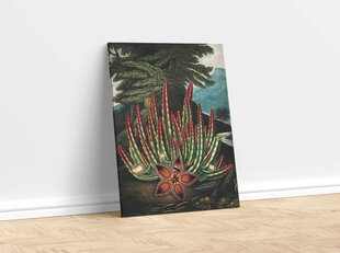 Reprodukcija The Maggot–Bearing Stapelia (Roberts Džons Torntons (1808)), 40x60 cm cena un informācija | Gleznas | 220.lv