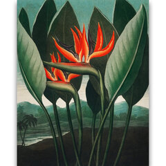 Reprodukcija The Queen–Plant (Roberts Džons Torntons (1808)), 100x70 cm cena un informācija | Gleznas | 220.lv