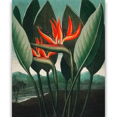 Reprodukcija The Queen–Plant (Roberts Džons Torntons (1808)), 40x60 cm cena un informācija | Gleznas | 220.lv