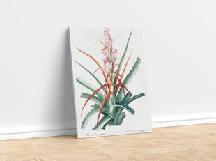 Reprodukcija Vintāžas botānika: Aloe vera, 100x70 cm cena un informācija | Gleznas | 220.lv