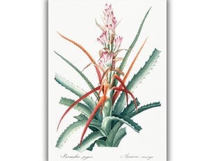 Reprodukcija Vintāžas botānika: Aloe vera, 30x40 cm cena un informācija | Gleznas | 220.lv