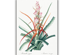 Reprodukcija Vintāžas botānika: Aloe vera, 40x60 cm cena un informācija | Gleznas | 220.lv