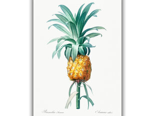 Reprodukcija Vintāžas botānika: Ananāss, 40x60 cm cena un informācija | Gleznas | 220.lv