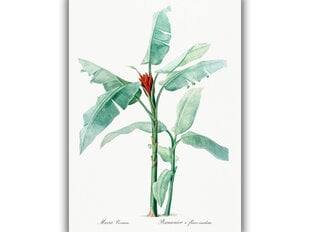 Reprodukcija Vintāžas botānika: Banānkoks, 60x80 cm cena un informācija | Gleznas | 220.lv