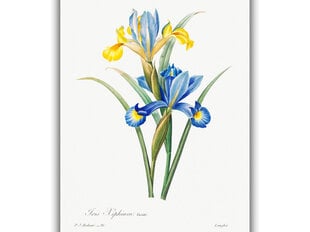 Reprodukcija Vintāžas botānika: Īriss, 40x60 cm cena un informācija | Gleznas | 220.lv