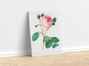 Reprodukcija Vintāžas botānika: Kāpostu roze, 100x70 cm cena un informācija | Gleznas | 220.lv