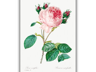 Reprodukcija Vintāžas botānika: Kāpostu roze, 100x70 cm cena un informācija | Gleznas | 220.lv