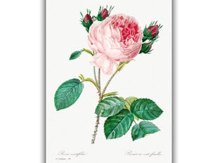 Reprodukcija Vintāžas botānika: Kāpostu roze, 30x40 cm cena un informācija | Gleznas | 220.lv