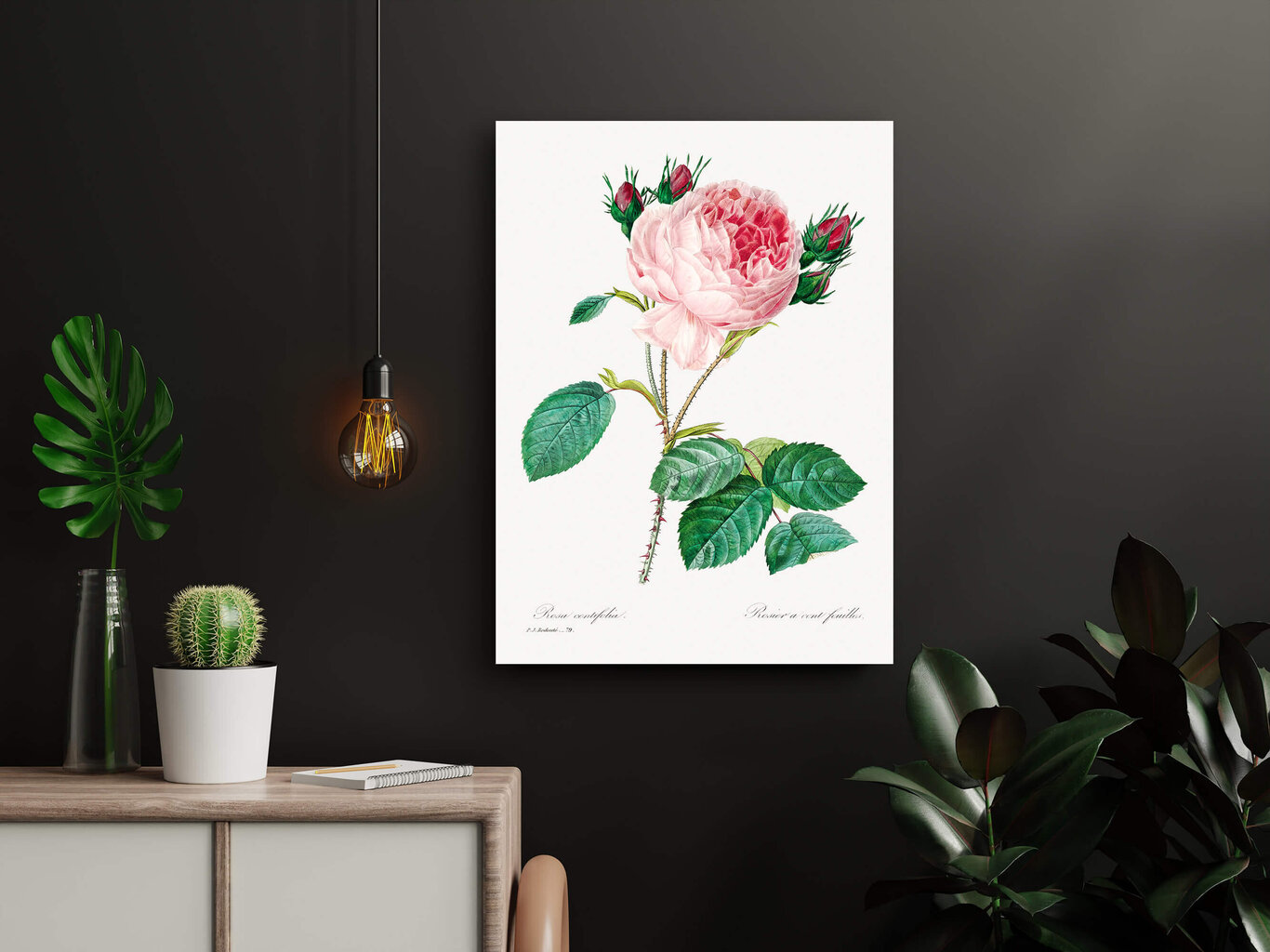 Reprodukcija Vintāžas botānika: Kāpostu roze, 30x40 cm cena un informācija | Gleznas | 220.lv