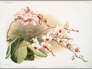 Reprodukcija Vintāžas botānika: Orhideja, 100x70 cm cena un informācija | Gleznas | 220.lv