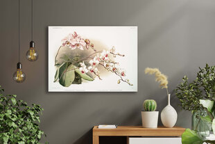 Reprodukcija Vintāžas botānika: Orhideja, 40x60 cm cena un informācija | Gleznas | 220.lv