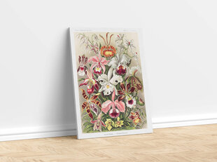 Репродукция Винтажная ботаника: Орхидеи, 100x70 см цена и информация | Картины | 220.lv