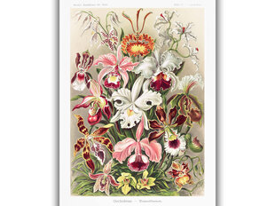Reprodukcija Vintāžas botānika: Orhidejas, 30x40 cm cena un informācija | Gleznas | 220.lv