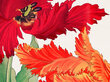 Reprodukcija Vintāžas botānika: Papagaiļu tulpes, 60x80 cm cena un informācija | Gleznas | 220.lv