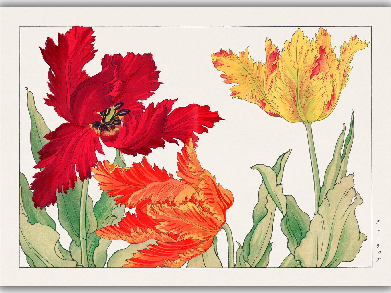 Reprodukcija Vintāžas botānika: Papagaiļu tulpes, 60x80 cm цена и информация | Gleznas | 220.lv