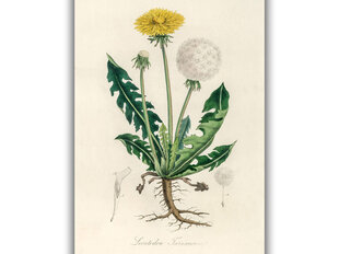 Reprodukcija Vintāžas botānika: Pienene, 100x70 cm cena un informācija | Gleznas | 220.lv