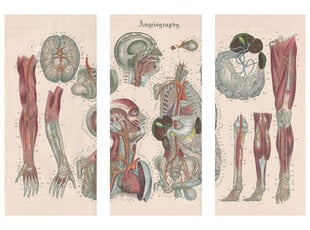 Glezna 3 daļas Anatomija III, 150x100 cm, Wolf Kult cena un informācija | Gleznas | 220.lv