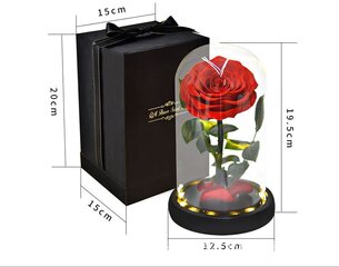 Роза в колбе / Вечная стабилизированная роза 22 см цена и информация | Спящие стабилизированные розы, растения | 220.lv