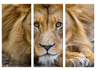 Glezna 3 daļas Lauva, 120x80 cm, Wolf Kult cena un informācija | Gleznas | 220.lv