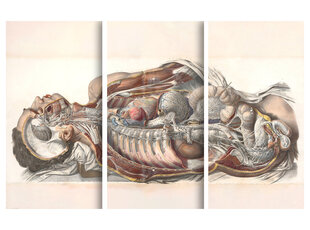 Триптих Анатомия человека, 120x80 см, Wolf Kult цена и информация | Картины | 220.lv