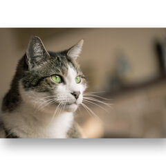 Плакат Портрет кошки, 42 x 59 см (A2), Wolf Kult цена и информация | Картины | 220.lv