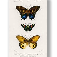 Плакат Бабочки IV, 42x59 см (A2), Wolf Kult цена и информация | Картины | 220.lv