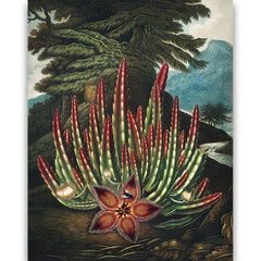 Reprodukcija The Maggot–Bearing Stapelia (Roberts Džons Torntons (1808)), 30x40 cm cena un informācija | Gleznas | 220.lv