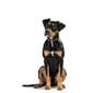 Suņa kaklasiksna Hunter Swiss Negro (35-43 cm), brūna cena un informācija | Apkakles, siksnas suņiem | 220.lv