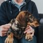 Suņa kaklasiksna Hunter Swiss Negro (35-43 cm), brūna cena un informācija | Apkakles, siksnas suņiem | 220.lv