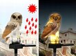 OWL lampu darbina saules enerģija cena un informācija | Āra apgaismojums | 220.lv