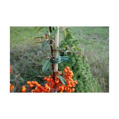 Зажимы пластиковые для растений маленькие (10 шт.) цена и информация | Садовые инструменты | 220.lv