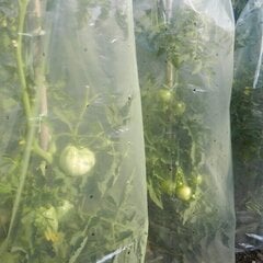 Защитная трубчатая пленка для выращивания томатов MR. TOMATO 0,60 x 10 м цена и информация | Садовые инструменты | 220.lv