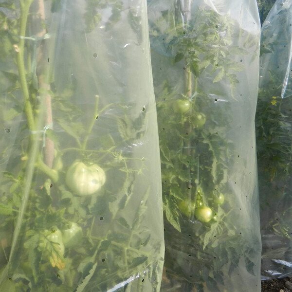 MR. TOMATO 0,60 x 10m, Pasargājoša cauruļveida plēve, kas paredzēta tomātu audzēšanai cena un informācija | Dārza instrumenti | 220.lv