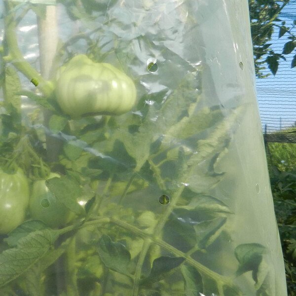 MR. TOMATO 0,60 x 10m, Pasargājoša cauruļveida plēve, kas paredzēta tomātu audzēšanai cena un informācija | Dārza instrumenti | 220.lv