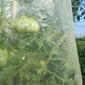 MR. TOMATO 0,60 x 10m, Pasargājoša cauruļveida plēve, kas paredzēta tomātu audzēšanai cena un informācija | Dārza instrumenti | 220.lv