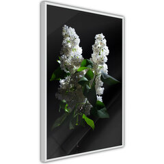 Плакат White Lilac цена и информация | Картины | 220.lv