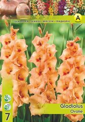 Gladiolas cena un informācija | Sīpolpuķes | 220.lv