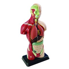 Cilvēka anatomiskais komplekts Edu-Toys Ķermenis un orgāni, 27 cm cena un informācija | Attīstošās rotaļlietas | 220.lv